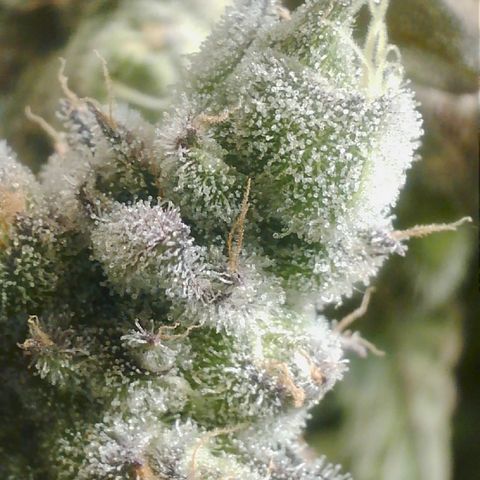 Lemon Cherry Gelato growlog photo: 6 Tage bekommt sie noch 