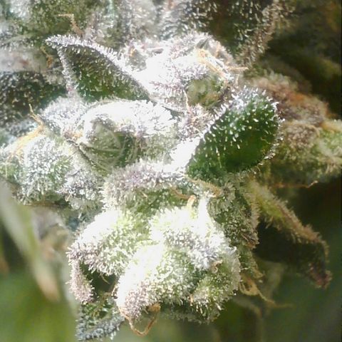 Lemon Cherry Gelato growlog photo: 6 Tage bekommt sie noch 