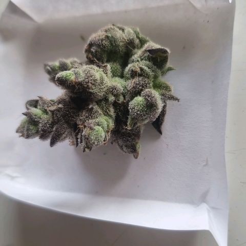 Lemon Cherry Gelato growlog photo: Leider eine Blüte abgerissen 