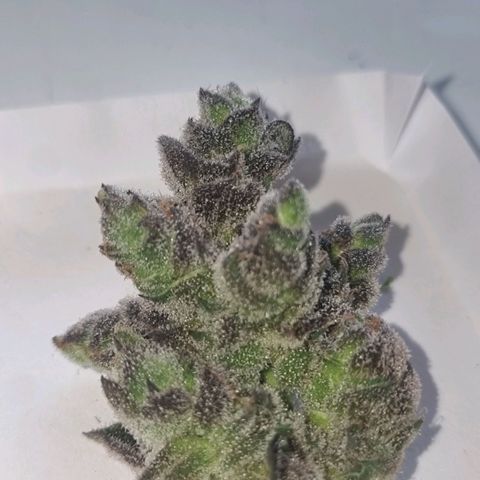Lemon Cherry Gelato growlog photo: Leider eine Blüte abgerissen 