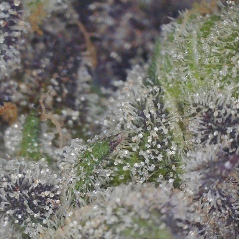 Lemon Cherry Gelato growlog timeline photo