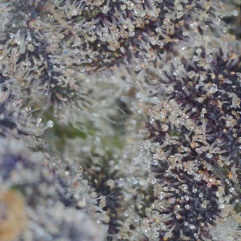 Lemon Cherry Gelato growlog timeline photo