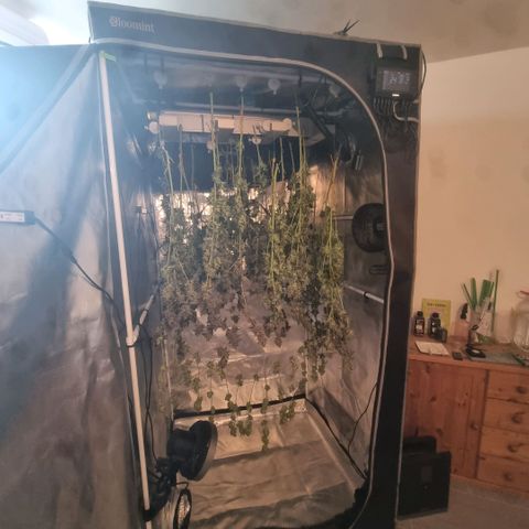 Lemon Cherry Gelato growlog timeline photo