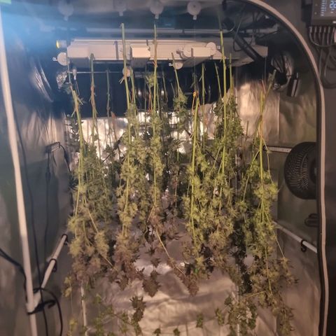 Lemon Cherry Gelato growlog timeline photo