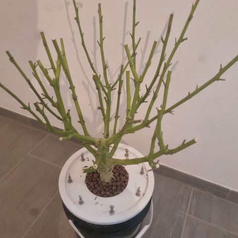 Lemon Cherry Gelato growlog timeline photo