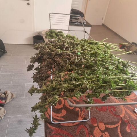 Lemon Cherry Gelato growlog timeline photo