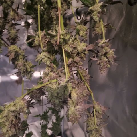 Lemon Cherry Gelato growlog timeline photo