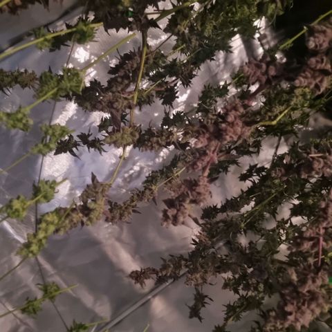Lemon Cherry Gelato growlog timeline photo