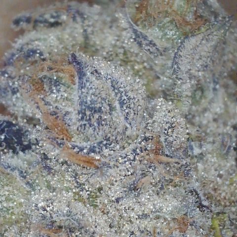 Lemon Cherry Gelato growlog timeline photo