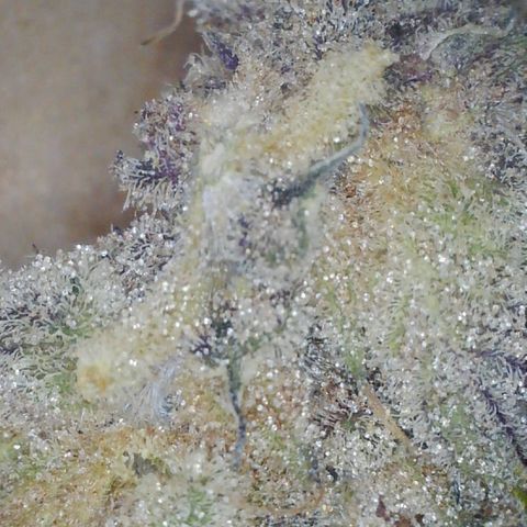 Lemon Cherry Gelato growlog timeline photo