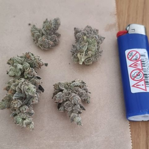 Lemon Cherry Gelato growlog timeline photo