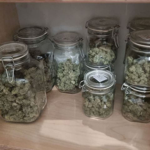 Lemon Cherry Gelato growlog photo: Fertig Eingelagert 