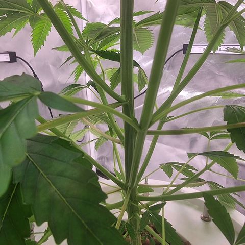 Blackberry Moon Rocks growlog timeline photo