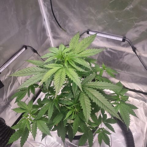 Blackberry Moon Rocks growlog timeline photo