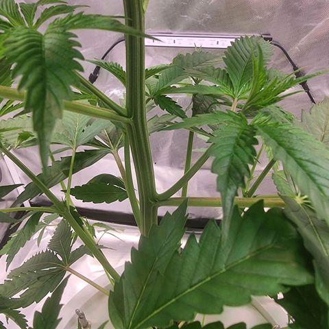 Blackberry Moon Rocks growlog timeline photo