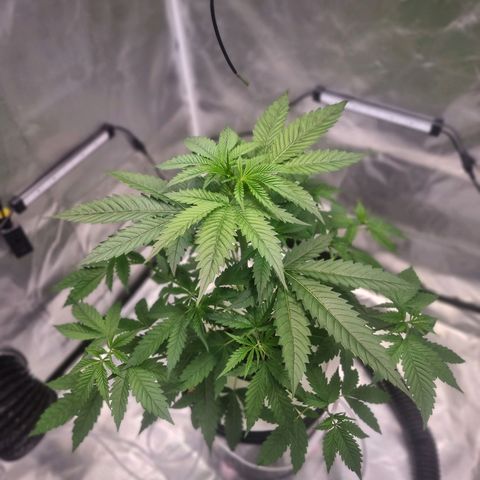 Blackberry Moon Rocks growlog timeline photo