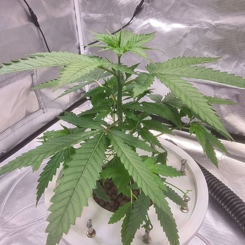 Blackberry Moon Rocks growlog timeline photo