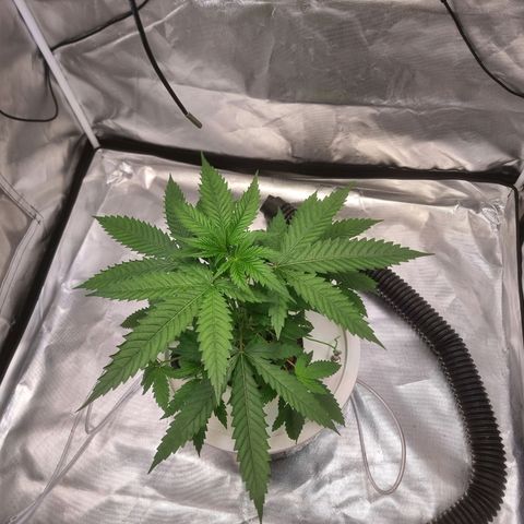 Blackberry Moon Rocks growlog timeline photo