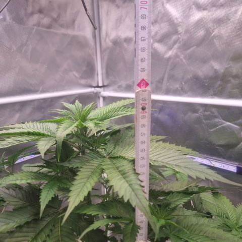 Blackberry Moon Rocks growlog timeline photo