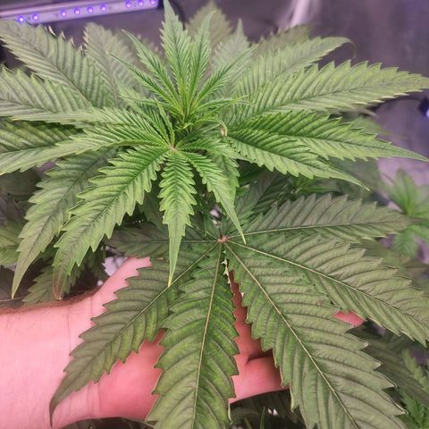 Blackberry Moon Rocks growlog timeline photo