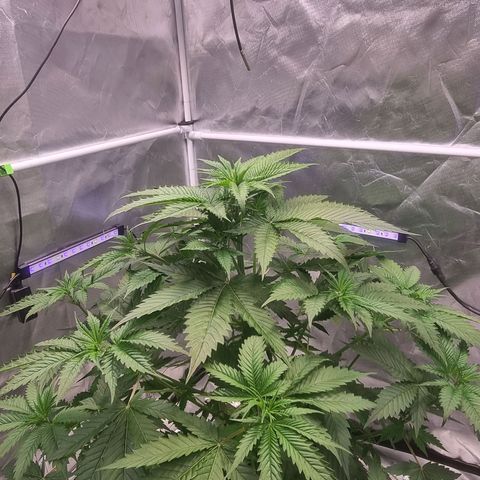 Blackberry Moon Rocks growlog timeline photo