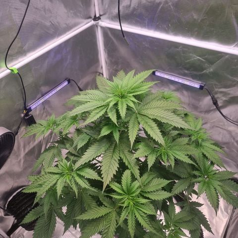 Blackberry Moon Rocks growlog timeline photo