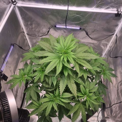 Blackberry Moon Rocks growlog timeline photo