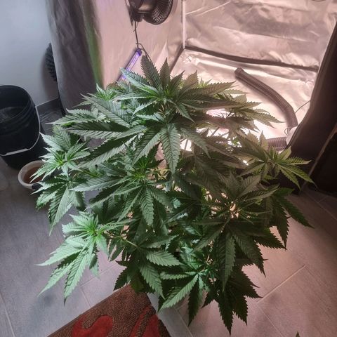 Blackberry Moon Rocks growlog photo: Neues Wasser im DWC
Wurzeln sehen sehr Gesund aus 👌🏼
