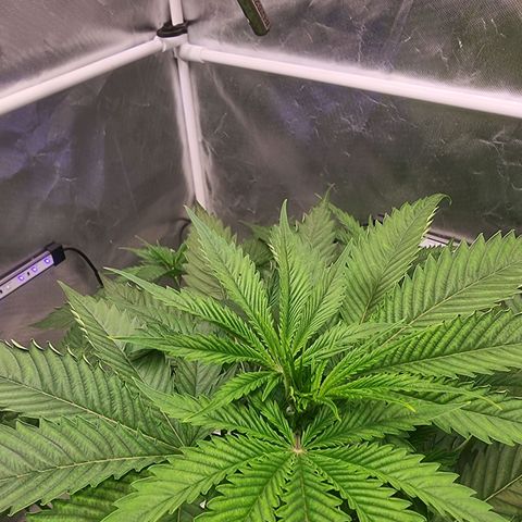 Blackberry Moon Rocks growlog photo: Neues Wasser im DWC
Wurzeln sehen sehr Gesund aus 👌🏼
