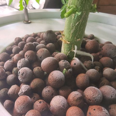 Blackberry Moon Rocks growlog photo: Neues Wasser im DWC
Wurzeln sehen sehr Gesund aus 👌🏼

