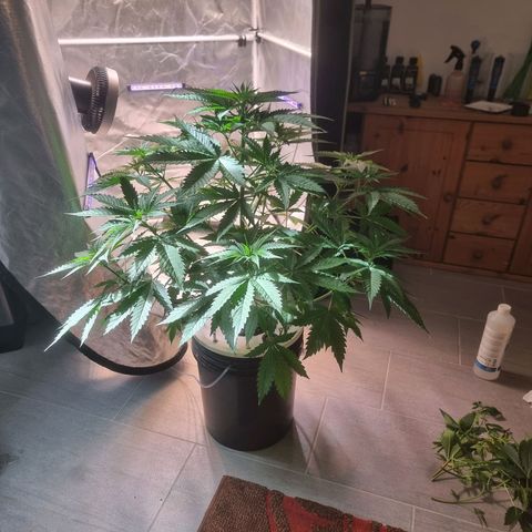 Blackberry Moon Rocks growlog photo: Neues Wasser im DWC
Wurzeln sehen sehr Gesund aus 👌🏼
