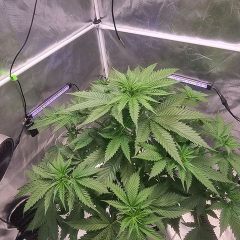 Blackberry Moon Rocks growlog photo: Neues Wasser im DWC
Wurzeln sehen sehr Gesund aus 👌🏼
