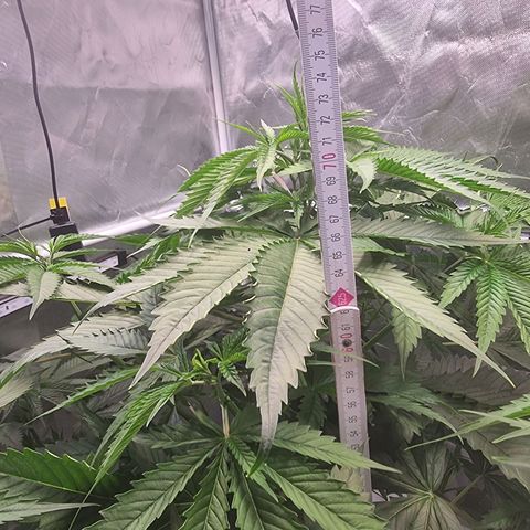 Blackberry Moon Rocks growlog photo: Sie wächst UND trink wie der Teufel...
EC von 2200 auf 900 gefallen 
