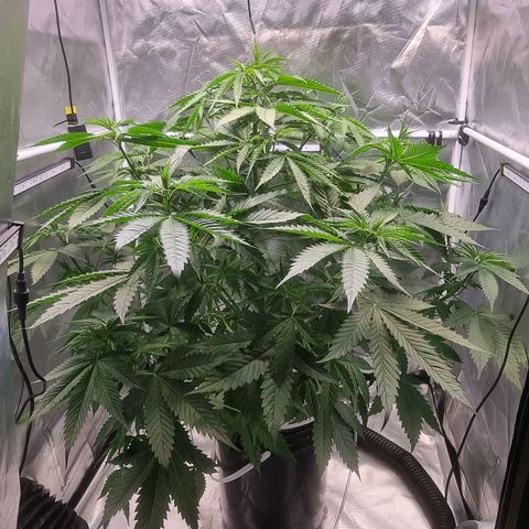 Blackberry Moon Rocks growlog photo: Sie wächst UND trink wie der Teufel...
EC von 2200 auf 900 gefallen 
