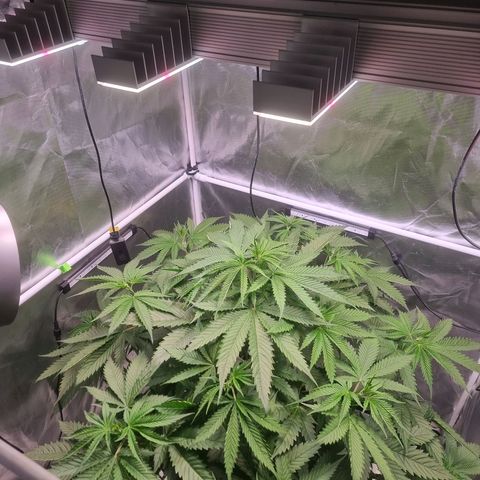 Blackberry Moon Rocks growlog photo: Sie wächst UND trink wie der Teufel...
EC von 2200 auf 900 gefallen 
