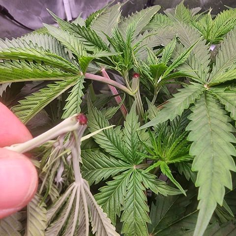 Blackberry Moon Rocks growlog photo: Bescheiden und NL ansetzen 