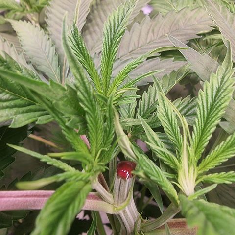 Blackberry Moon Rocks growlog photo: Bescheiden und NL ansetzen 