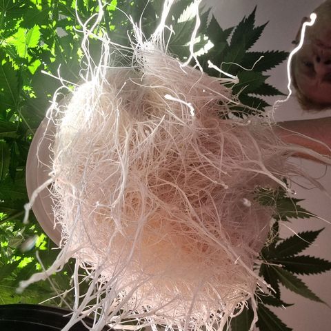 Blackberry Moon Rocks growlog timeline photo