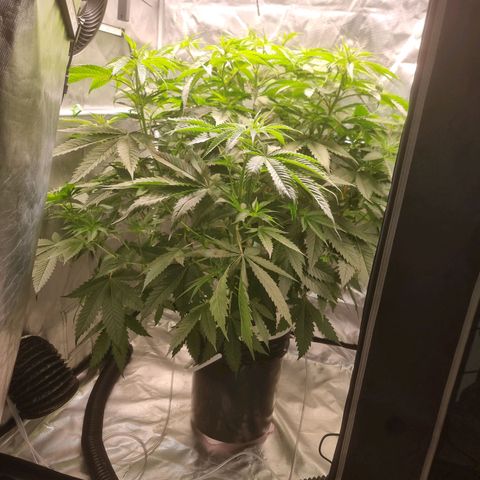 Blackberry Moon Rocks growlog photo: Heute wird sie in die Blüte geschickt 