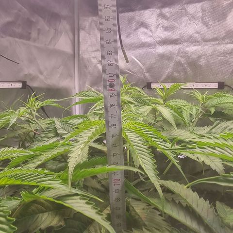 Blackberry Moon Rocks growlog photo: Heute wird sie in die Blüte geschickt 