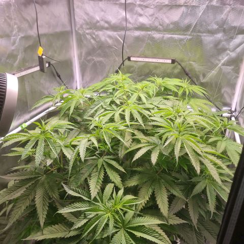 Blackberry Moon Rocks growlog photo: Heute wird sie in die Blüte geschickt 