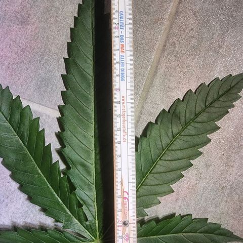 Blackberry Moon Rocks growlog timeline photo