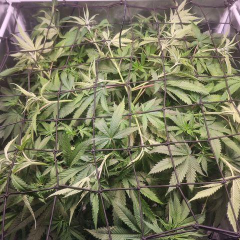 Blackberry Moon Rocks growlog photo: Heute in Netz gepackt bei 70 cm