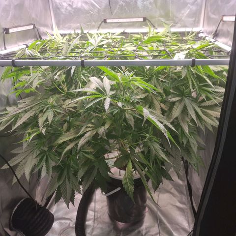 Blackberry Moon Rocks growlog photo: Heute in Netz gepackt bei 70 cm