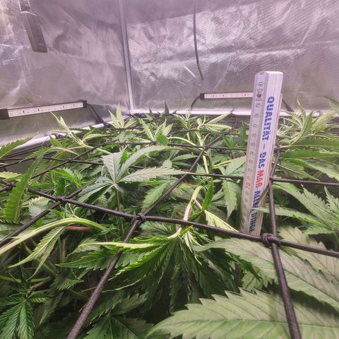 Blackberry Moon Rocks growlog photo: Heute in Netz gepackt bei 70 cm