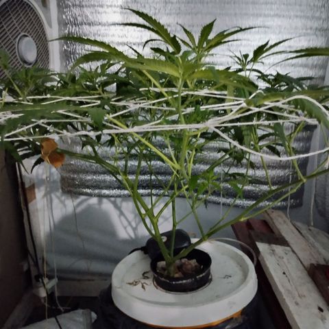 212 growlog timeline photo