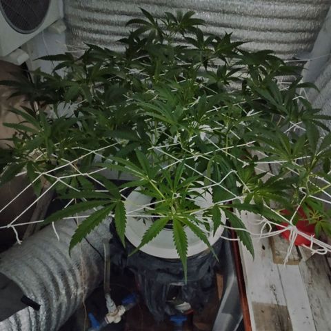 212 growlog timeline photo