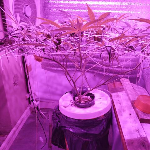 212 growlog timeline photo