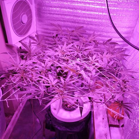212 growlog timeline photo