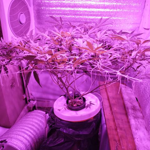 212 growlog timeline photo